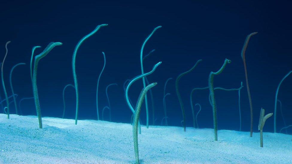 Garden eels in the red sea