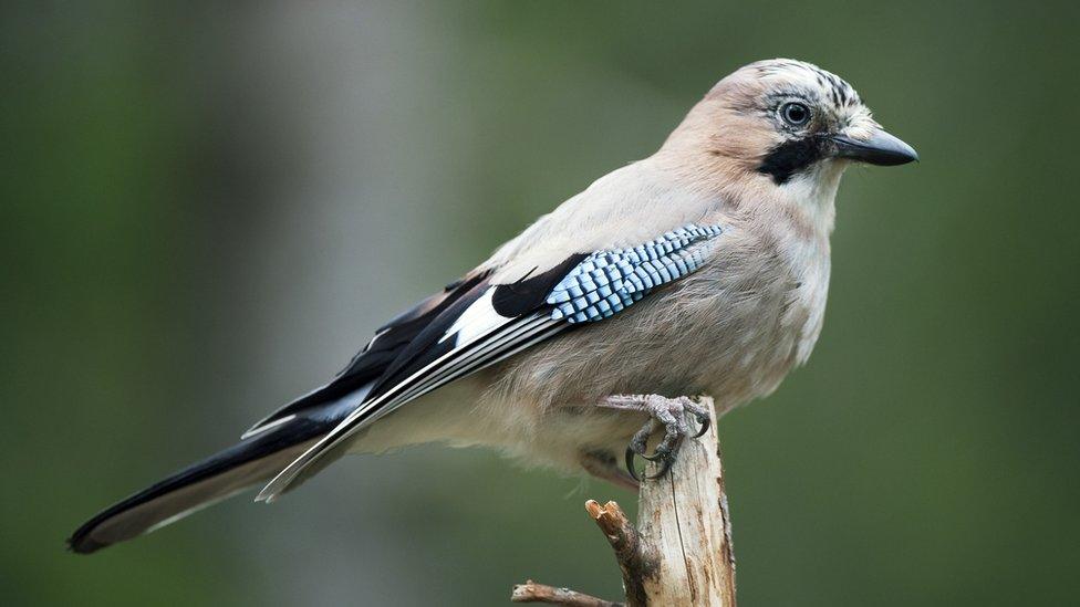 Eurasian jay (Garrulus glandarius) perching on a stump