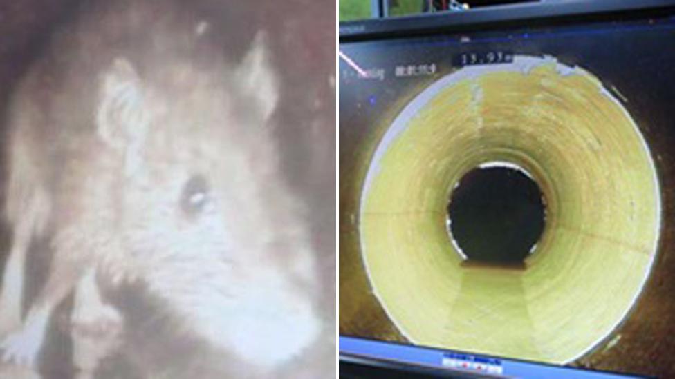 Rat and drainage tunnel