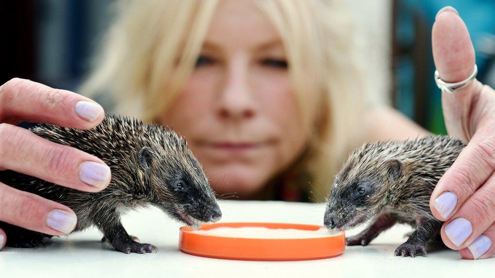 Hedgehogs-drinking-milk