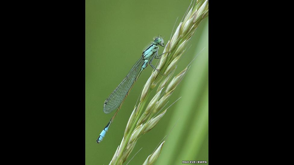 Blue-tailed Damselfly