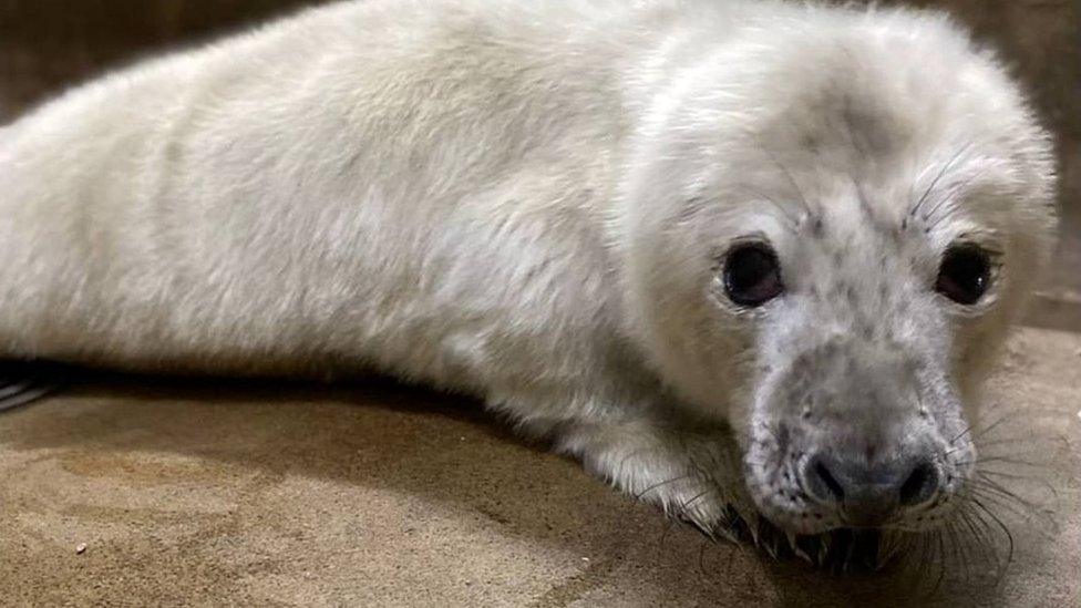 Seal pup