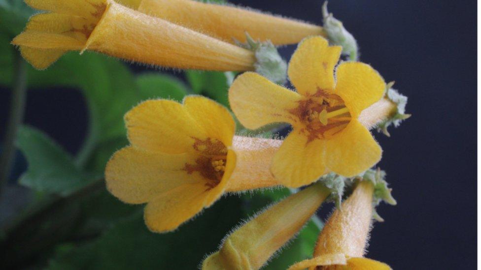 Bright-orange-flowered plant from Vietnam