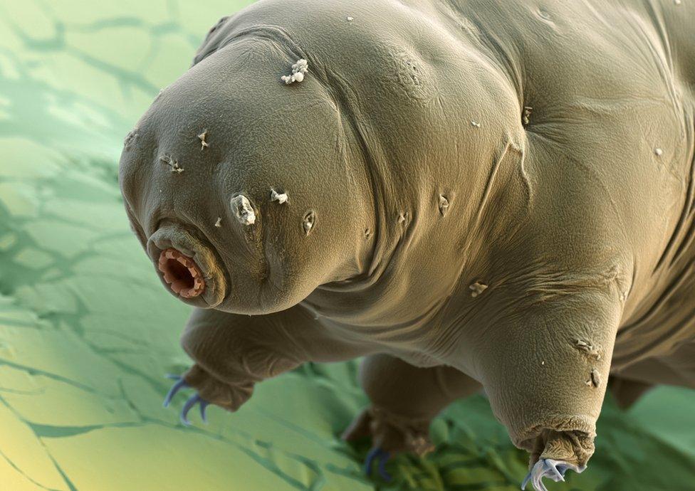 tardigrade