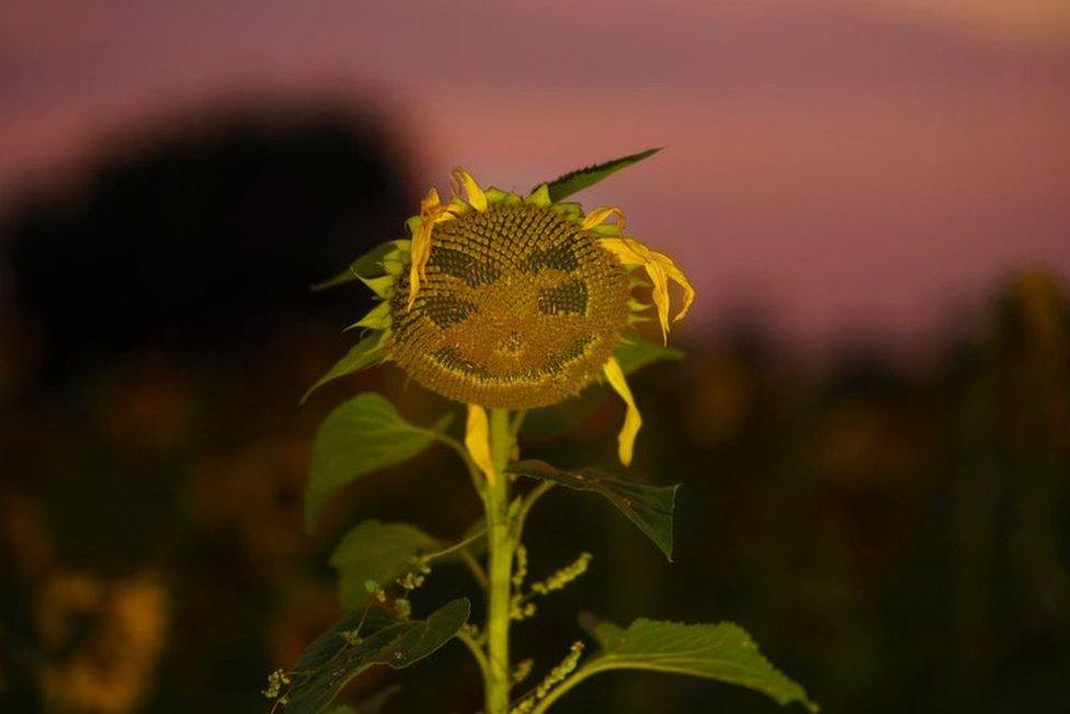 A smiley face is picked out in the seeds of a sunflower as it comes to the end of it's flowering at Little Heath Farm on 11 August 2020 in Dunham Massey.