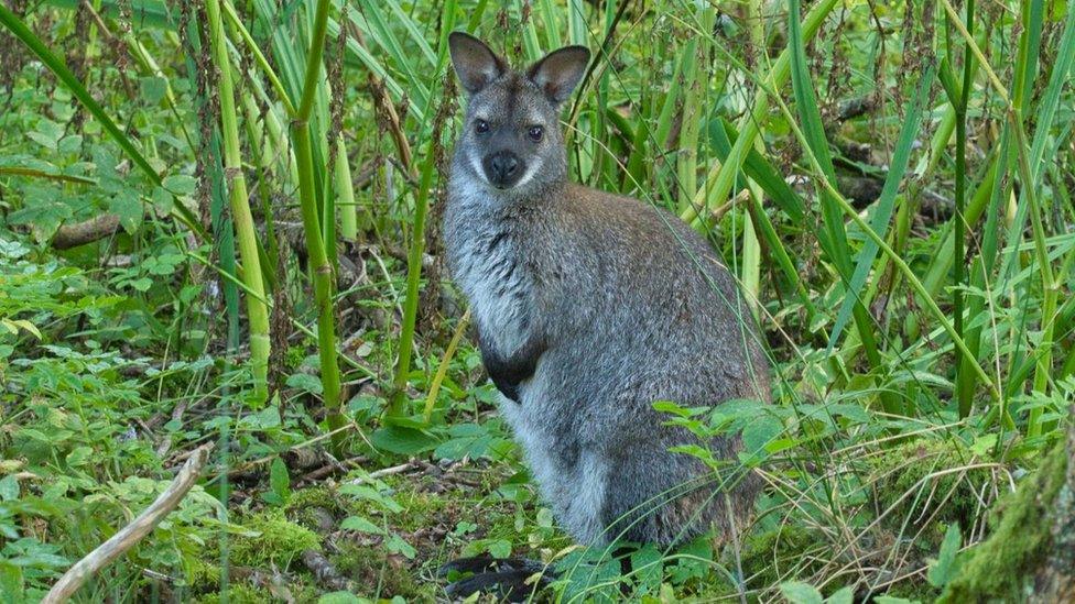 A wallaby in Ballaugh