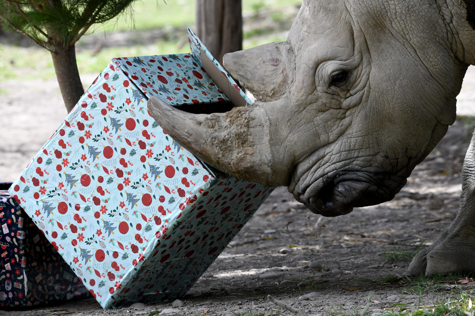 A rhino enjoys its Christmas treats at Orana Wildlife Park on the outskirts of Christchurch, New Zealand. Photo: 24 December 2021