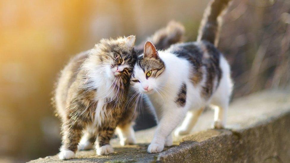 Two friendly cats