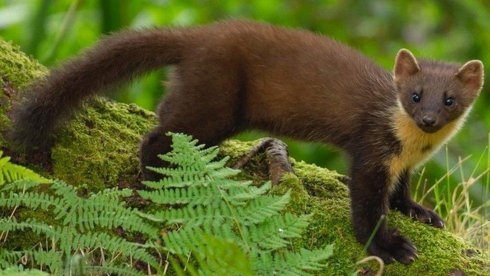 A pine marten stood on a fallen tree surrounded by woodland.