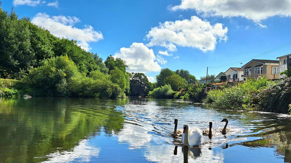 Ducks and a swan on some water with reflections of blues skies and white fluffy clouds.