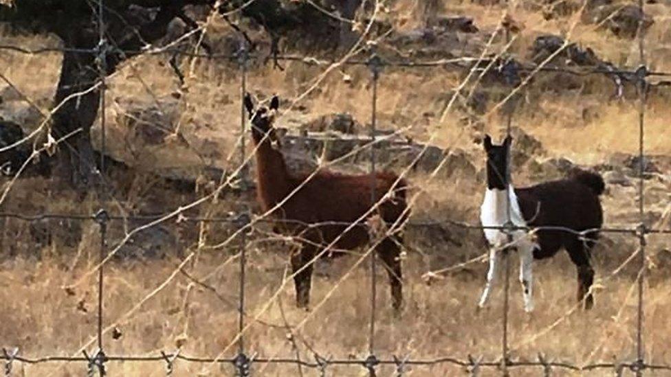 A photo released by the state prosecutor's office shows llama kept on a ranch belonging to César Duarte