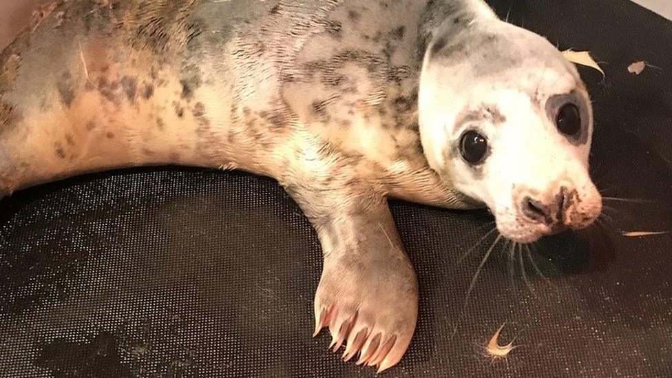 Grey seal pup