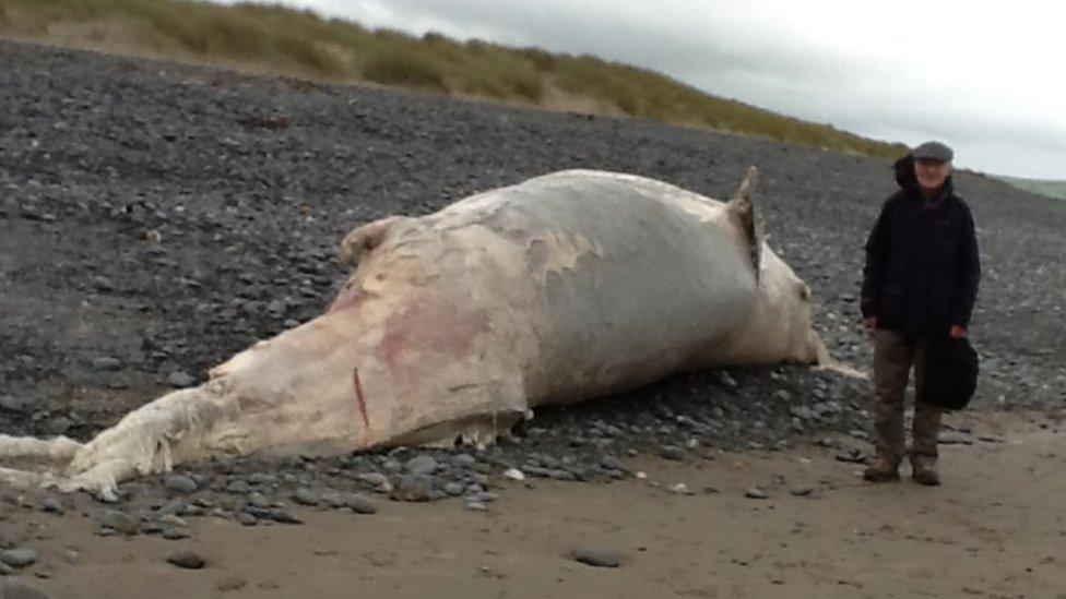 Minke whale washes up on Ynyslas beach