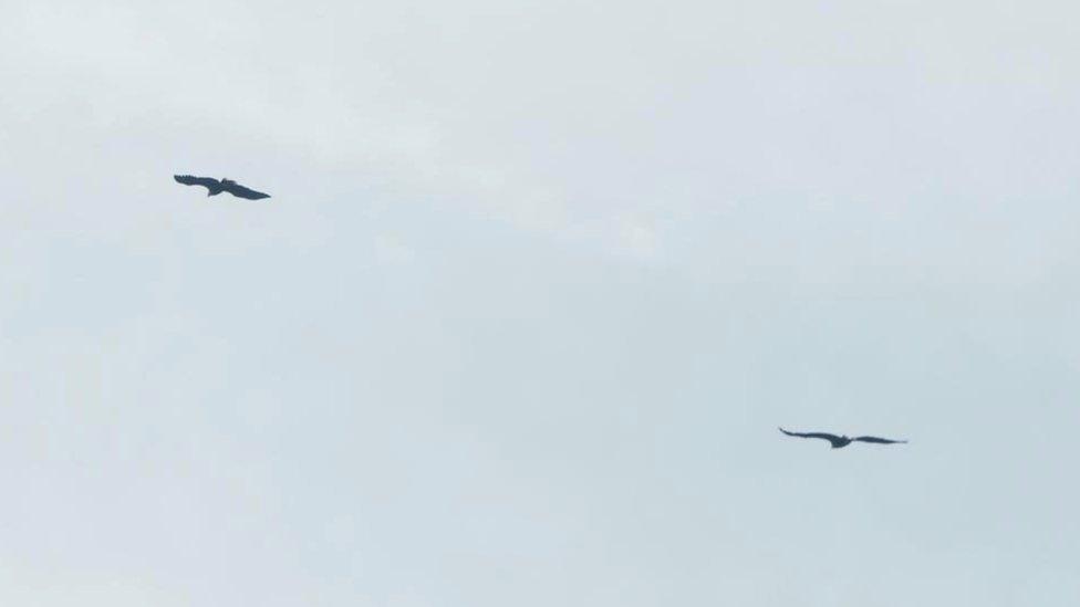 Eagles in flight