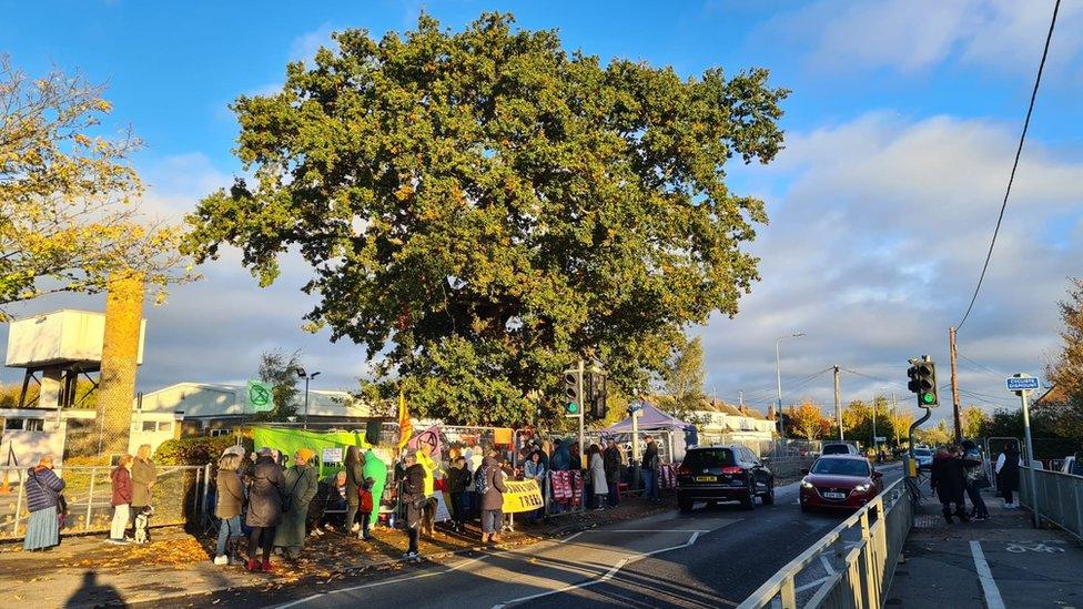 An oak tree in Rochford that is subject to a protest.