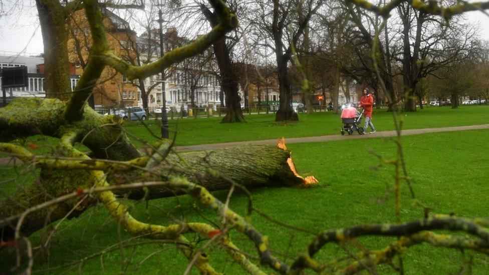 Tree-blown-over-in-London.