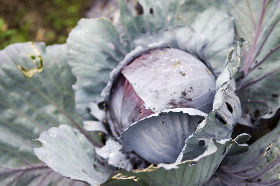 Red cabbage in a field