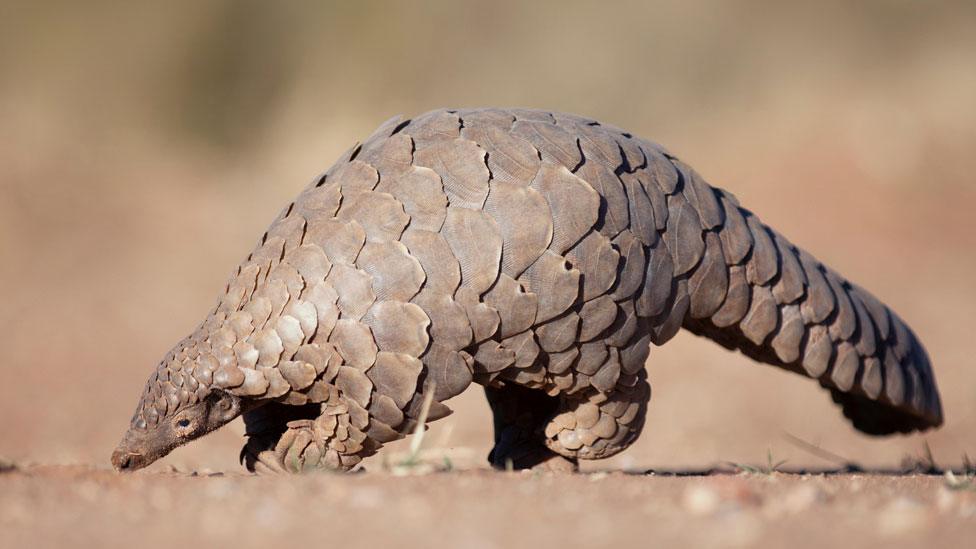 Pangolin