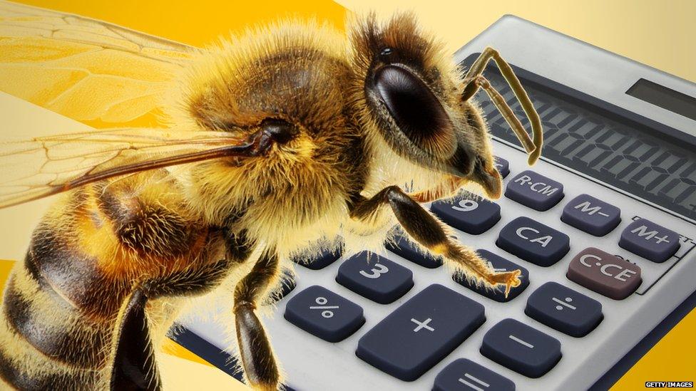 Bee and calculator