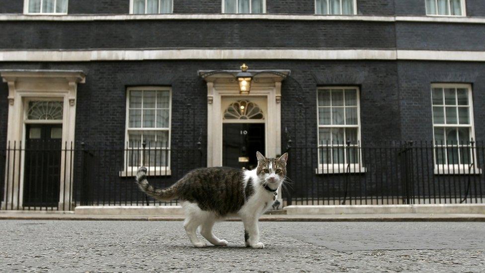 Larry the Downing Street cat