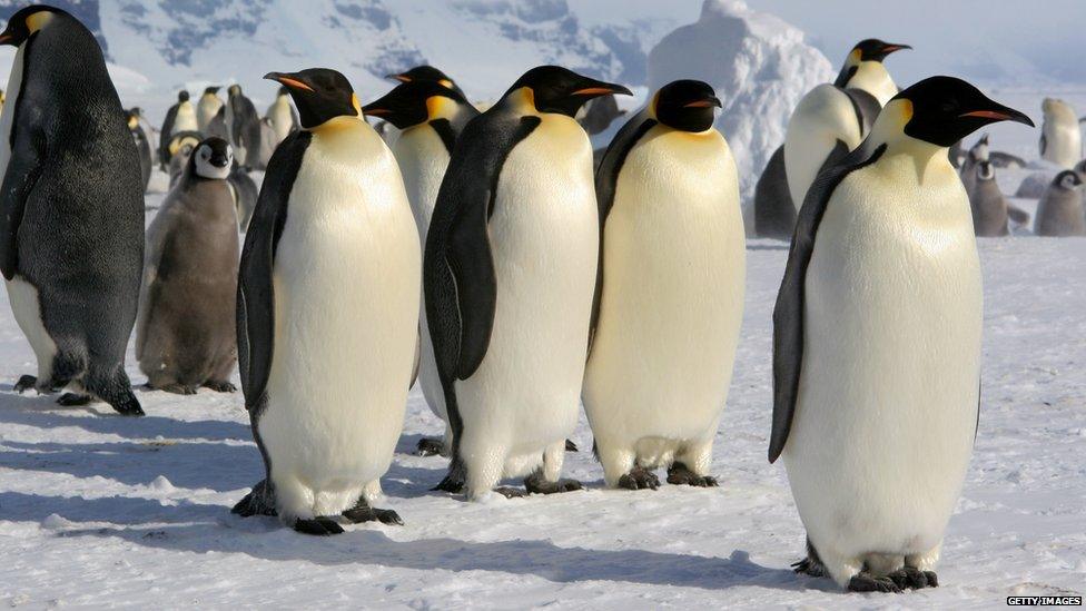 Emperor penguins