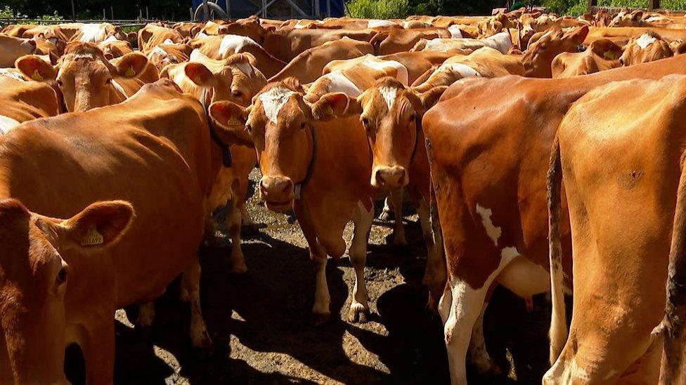 Guernsey cows