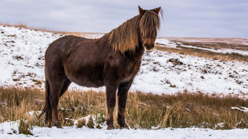 Pony in Upper Brynamman, Black Mountains, taken by Steve J Huggett