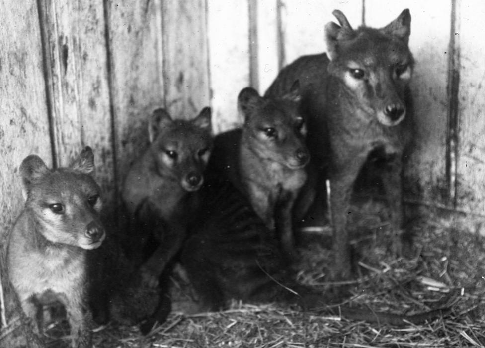 Tassie tigers