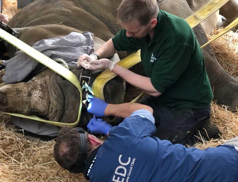 Rhino's dental check up at Whipsnade Zoo