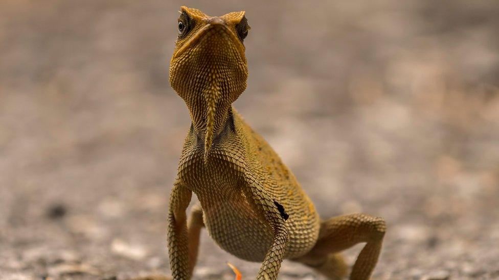 horned tree lizard