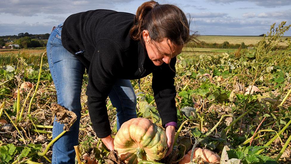 Farmer in a field in Hoo, England