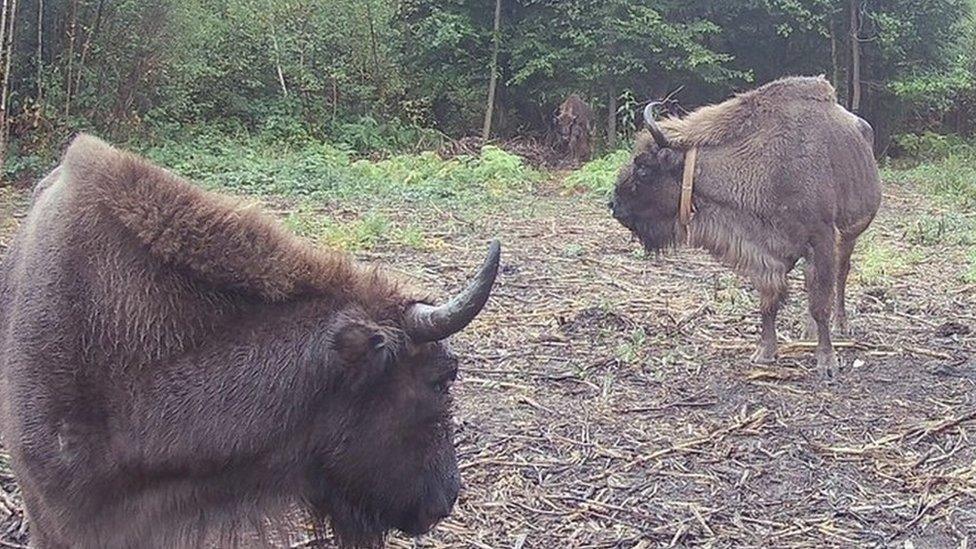 Bison at Blean