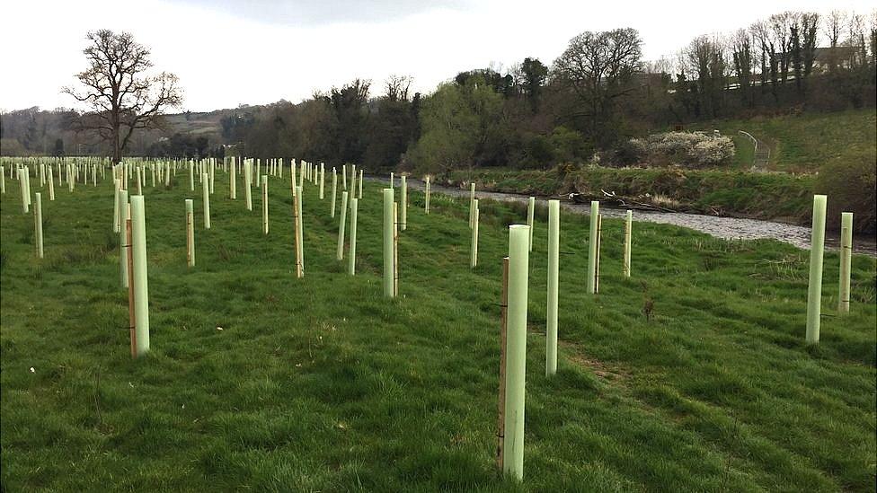 Thousands of trees have been planted along the Faughan River