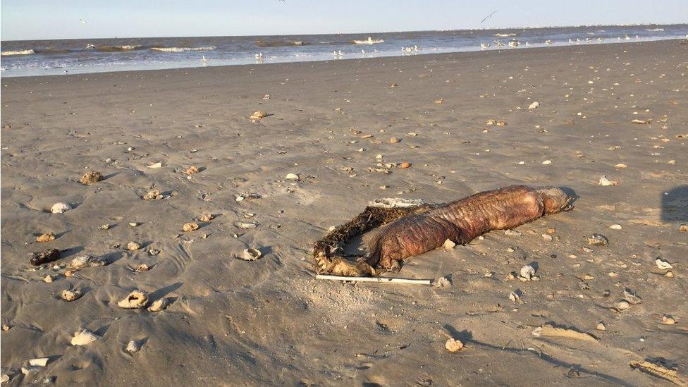 The eel is pictured on the beach