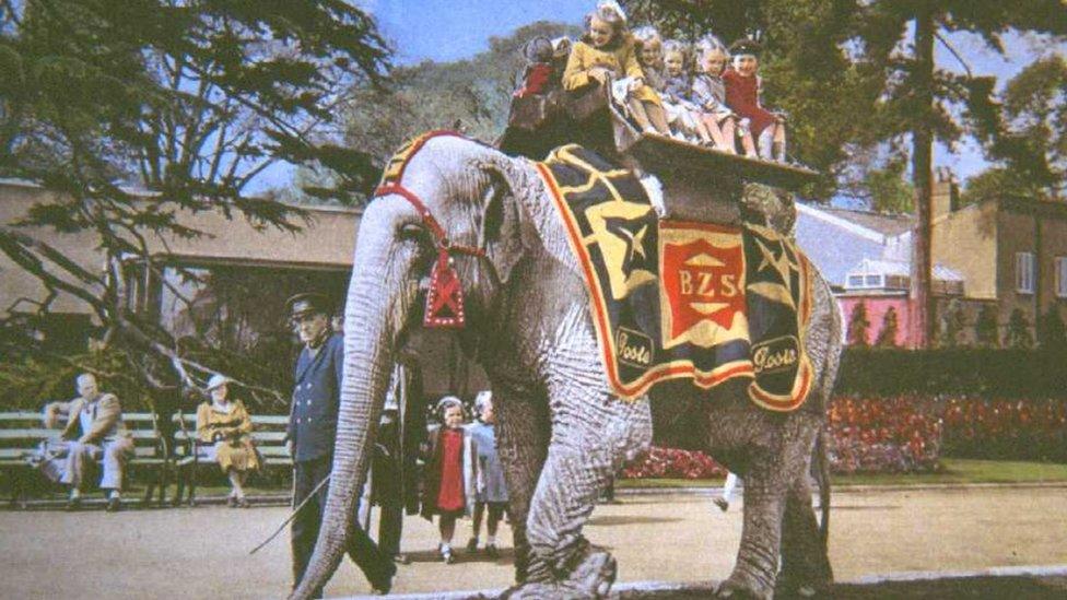 Elephant ride at the zoo