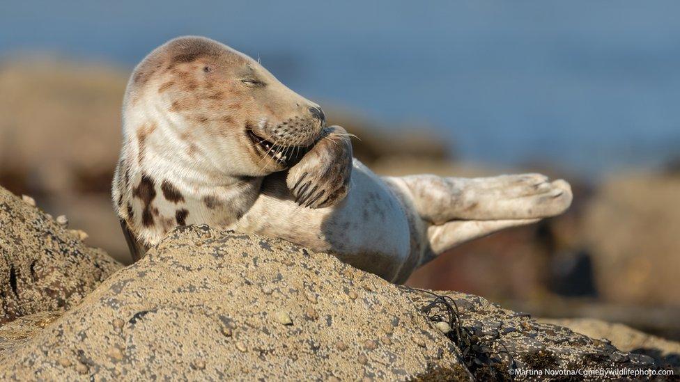 Grey seal pup looks like it's giggling