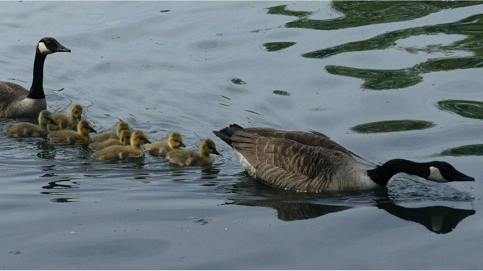 Geese and goslings on Roath Park lake