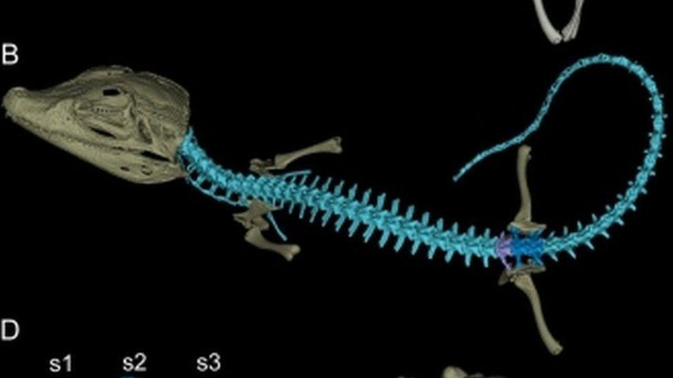 Handout image of an information sheet showing the bone structure of an ancient caiman, Purussaurus mirandai.