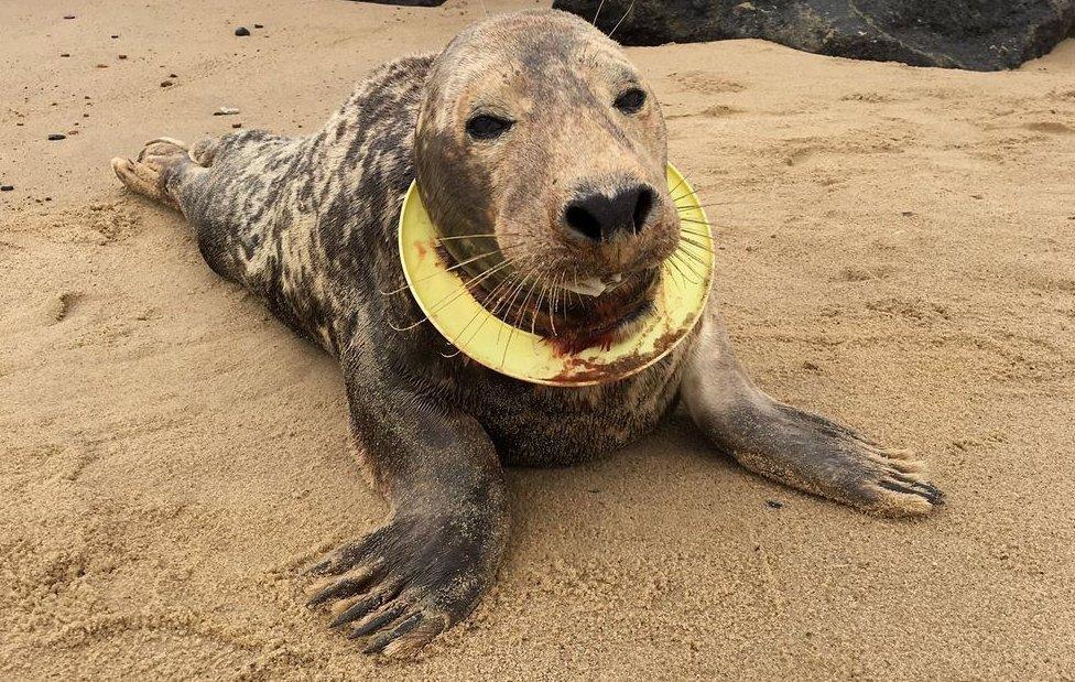 Seal with frisbee toy around neck