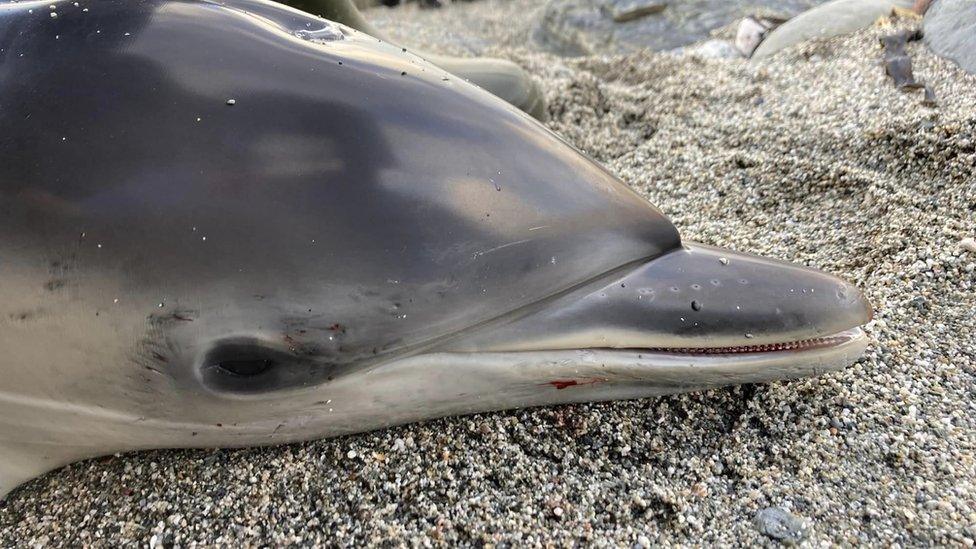 Dead dolphin at St Agnes