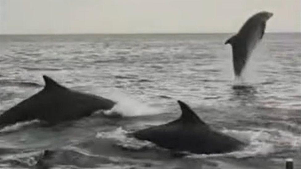 Three grey dolphins in the sea. The one on the right is leaping out of the water while the fins of the other two - left and centre - are visible