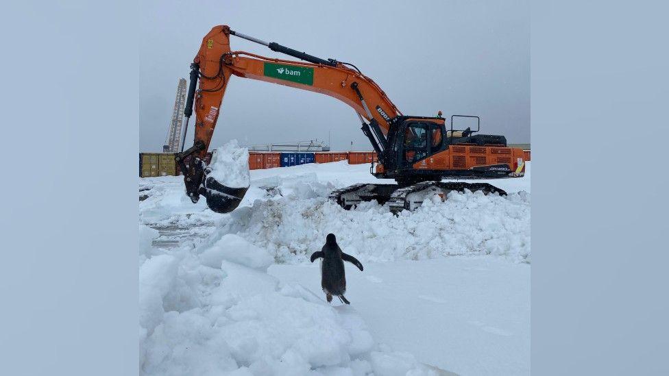 A penguin waddles towards an orange excavator which is picking snow up from the ground. It looks like it is running so that it doesn't miss out on any fun.