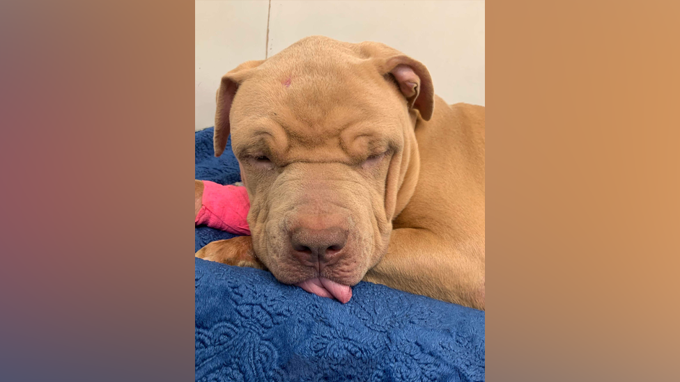 A puppy lying on a blue towel with his tongue lolling out and a pink bandage on his front right leg