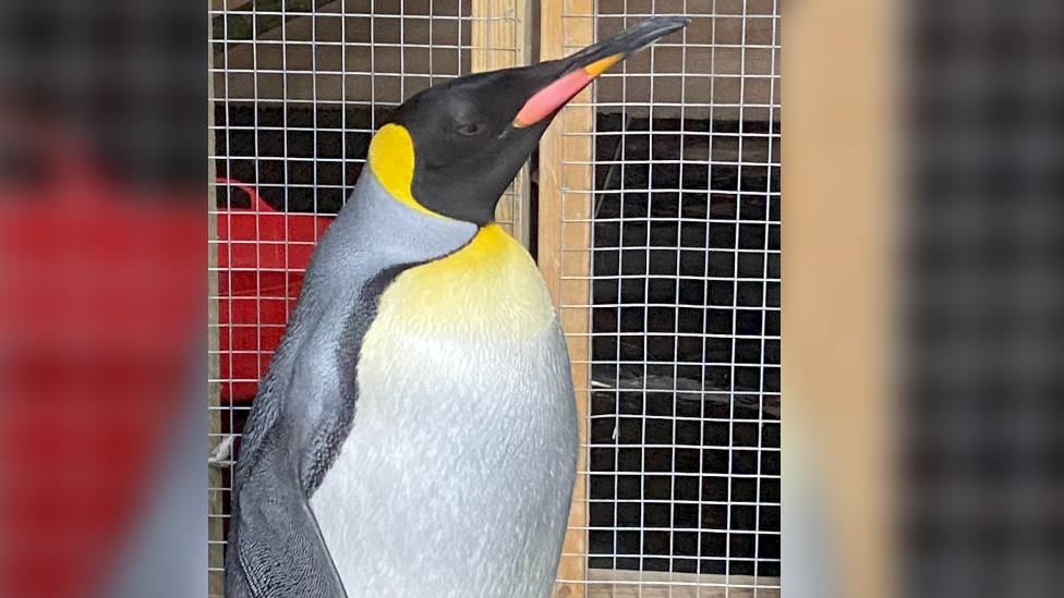 A close up shot of a king penguin. A wire cage is visible in the background.