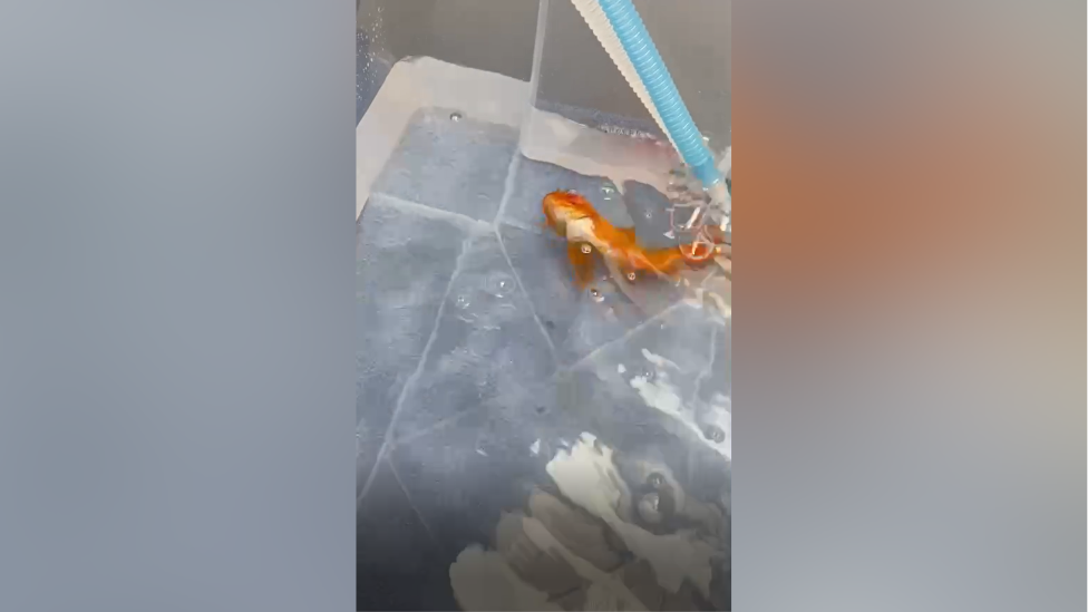 A goldfish lying upside down in water. Blue and white tubes are dropping liquid into the water.