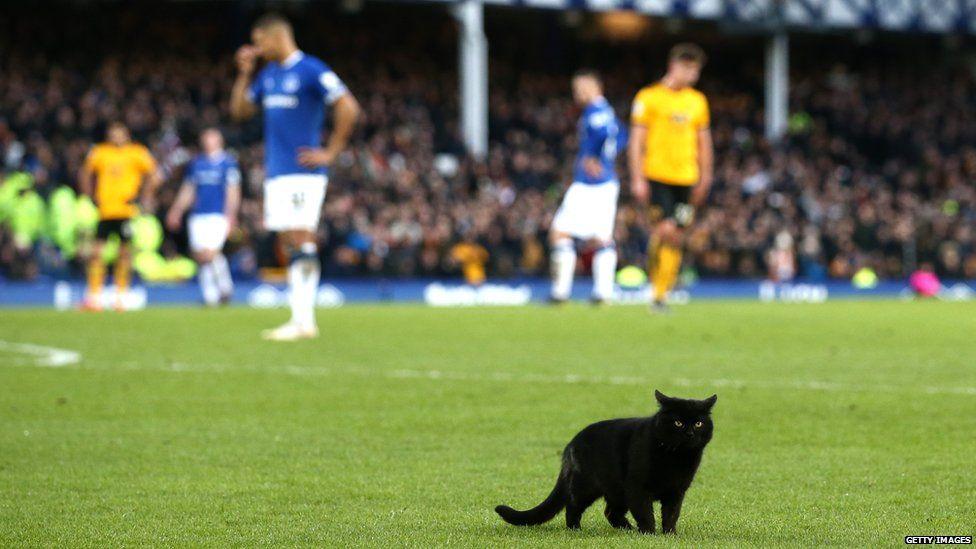 Cat on pitch at Goodison Park.
