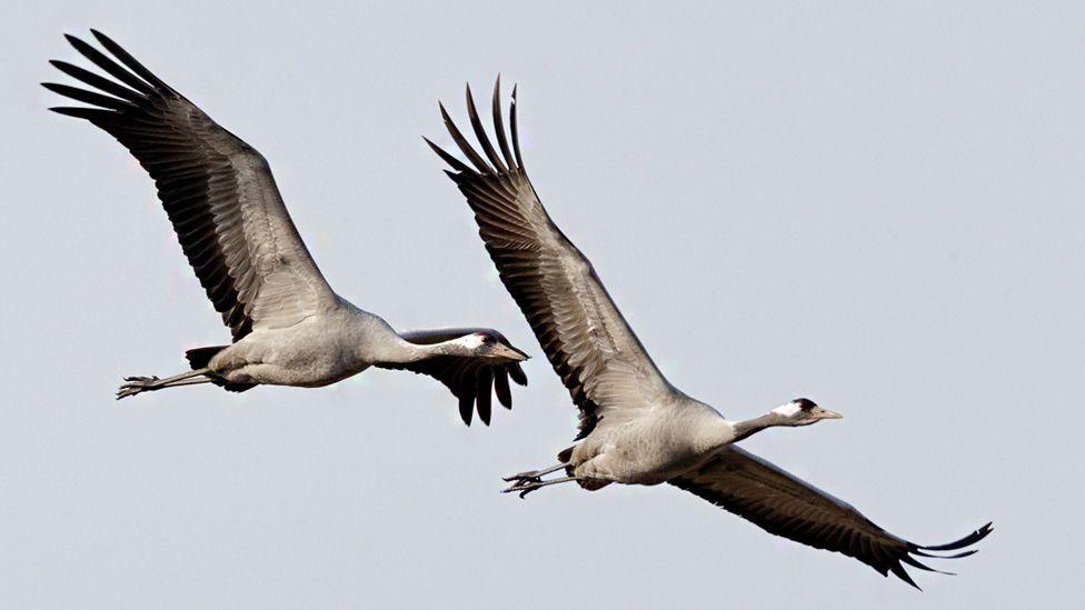 A pair of cranes flying over Wicken Fen in 2015. They have grey bodies, brown wings and white necks.