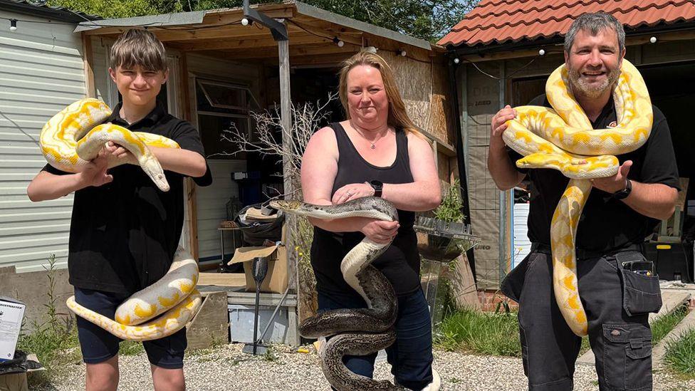 Three of the large rescued reticulating pythons being held by Rob Stokes, his partner and son at RSG Reptiles centre. Two of the snakes are gold and white and the other is grey and are wrapped around the necks and waist of the three people who are all wearing black outfits