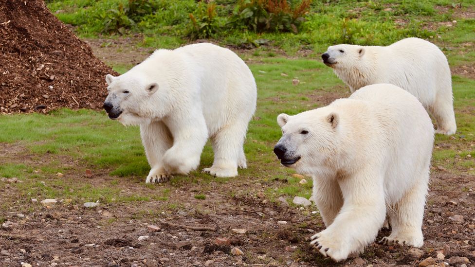 Hope, Nanook and Noori at Peak Wildlife Park