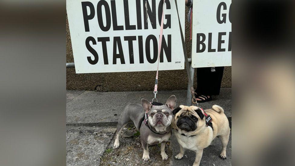 Madge the Frenchie and Walter the Pug